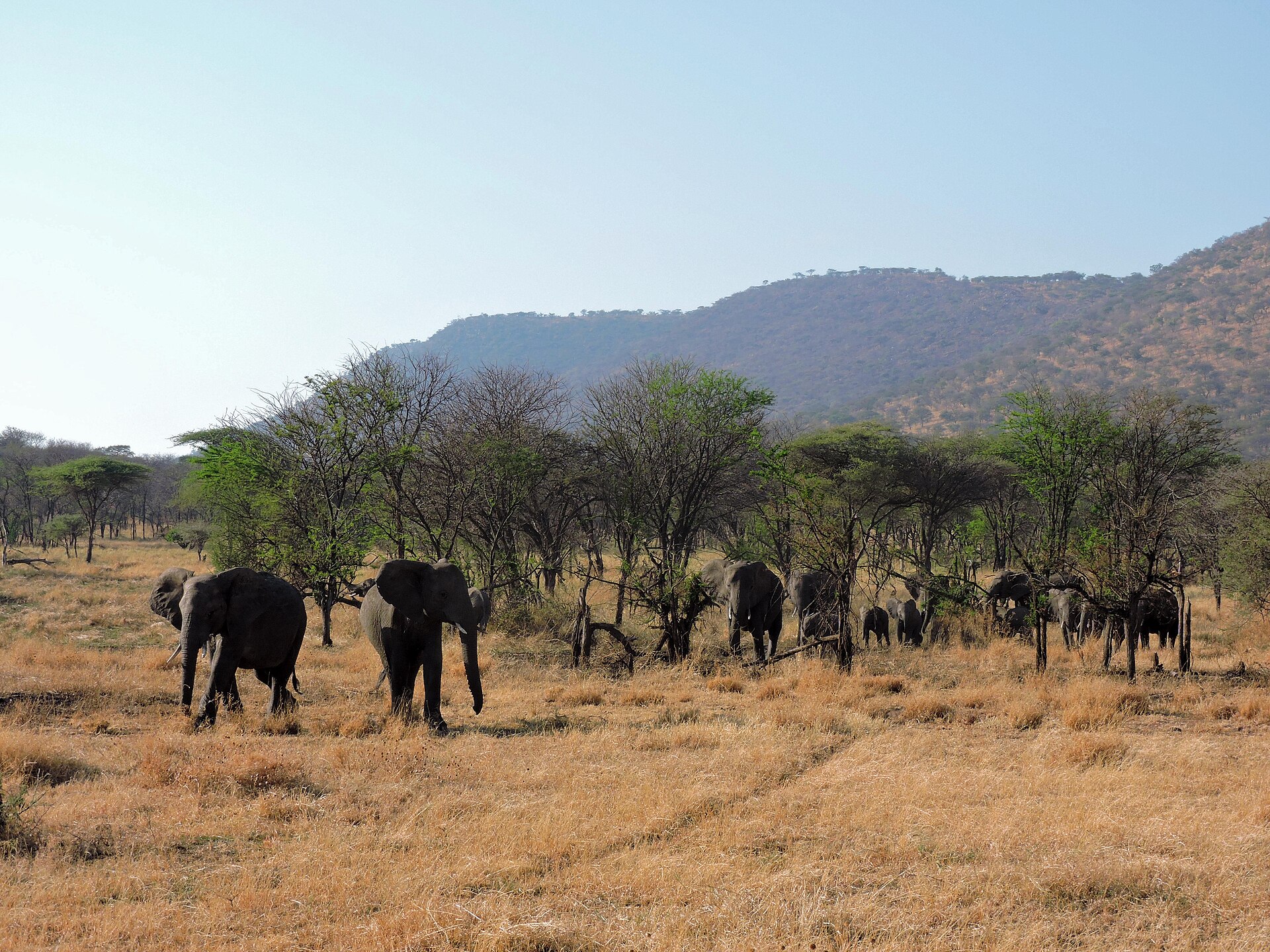 Serengeti And Ngorongoro: Three Days On Safari cover photo