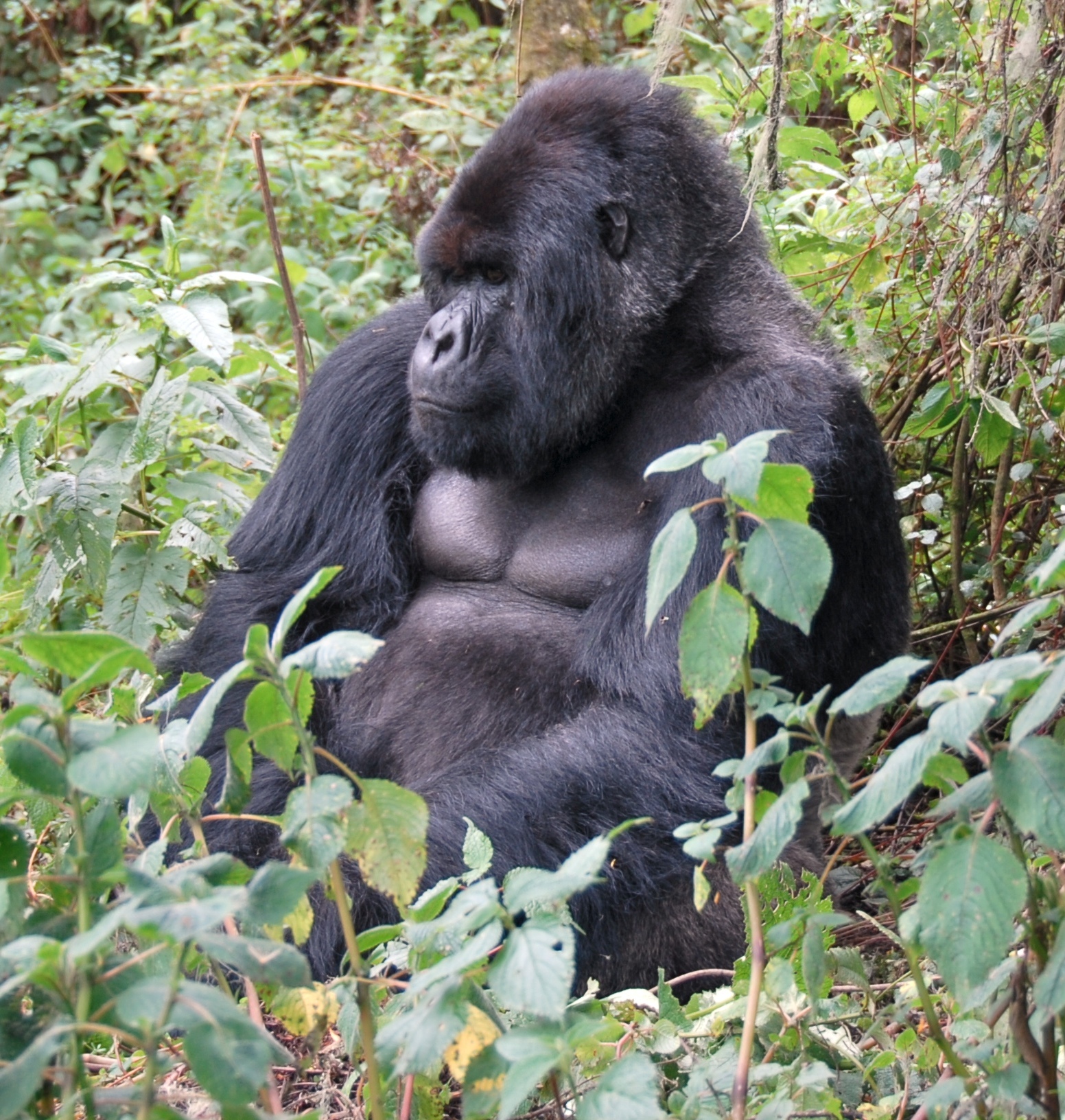 Volcanoes NP: Gorillas And The Virunga Mist cover photo