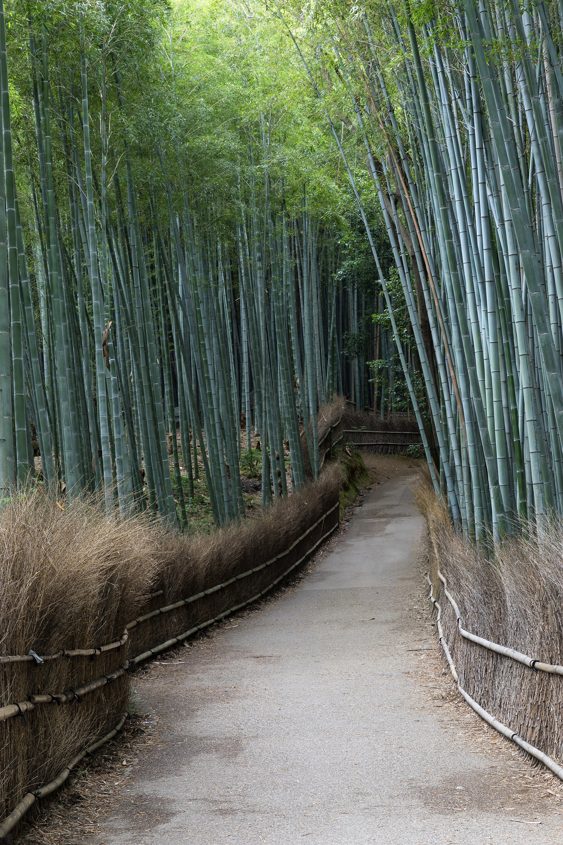 Arashiyama And Golden Pavilion