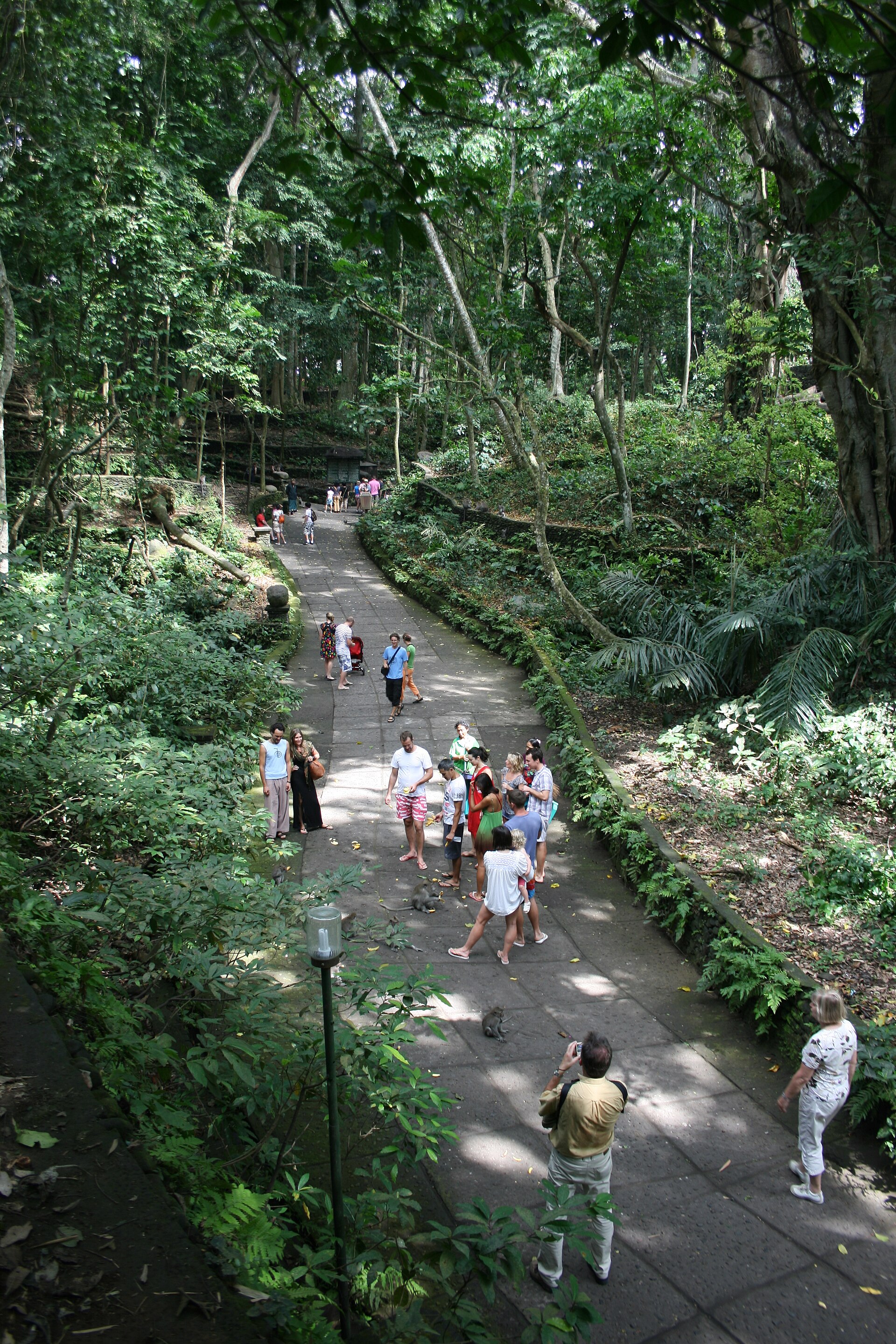 Ubud Terraces And Culture