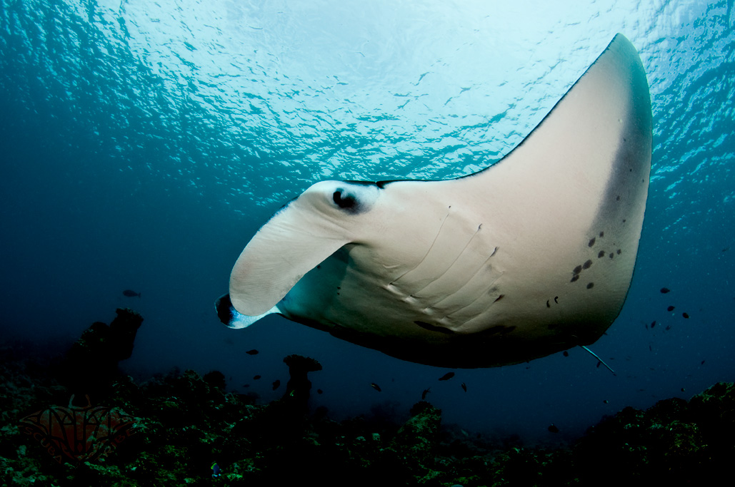 Mountain Views And Manta Rays